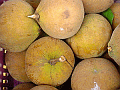 santol02_s.gif