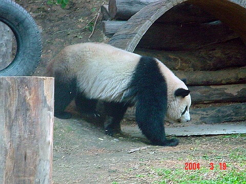 panda01