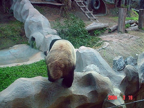 panda02
