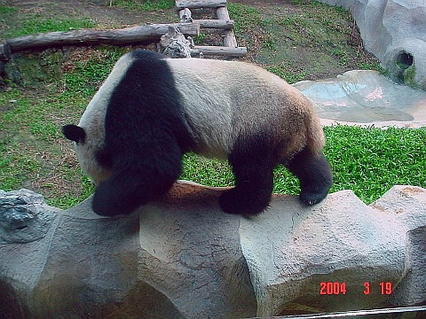 panda03