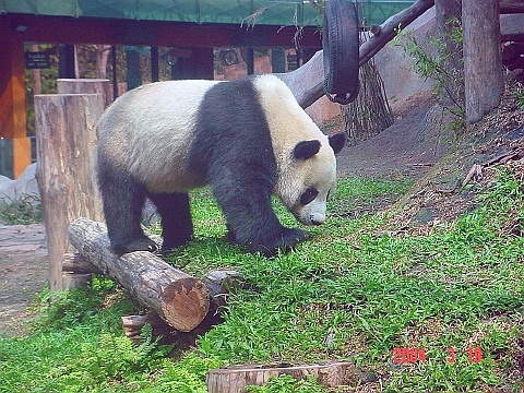 panda08