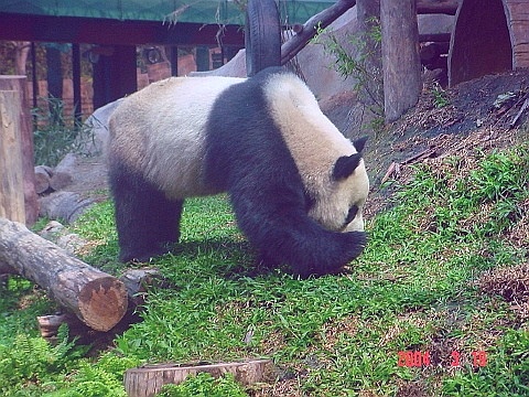 panda09