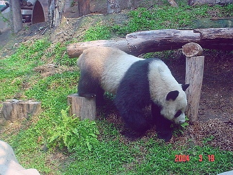 panda13
