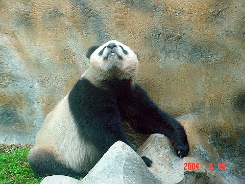 panda14
