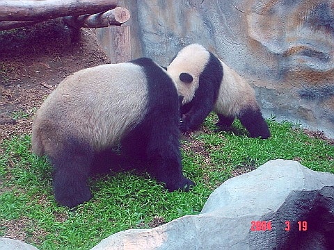 panda15
