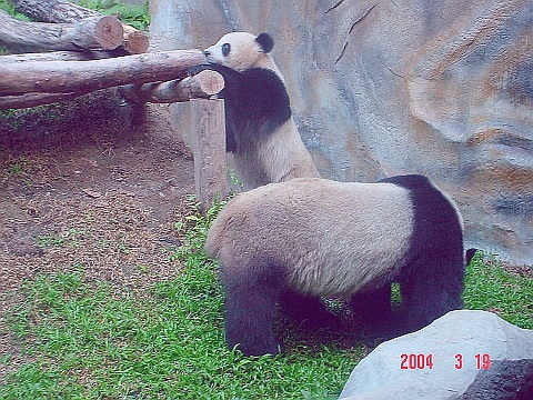 panda16