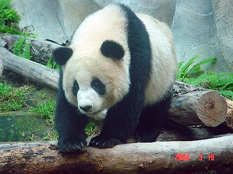 panda17