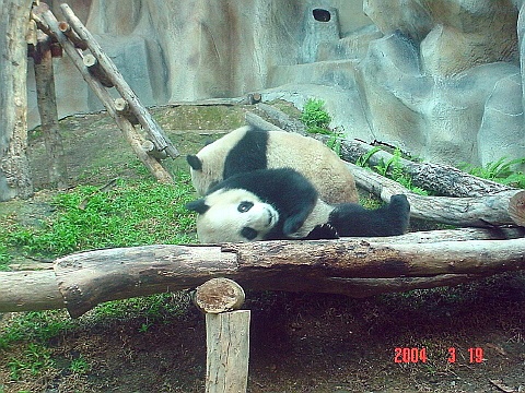 panda19