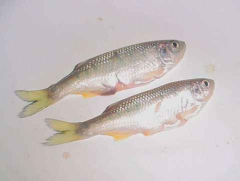 pabamui