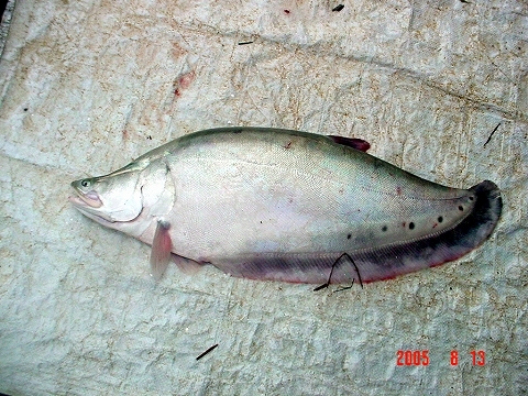 pahaanpen