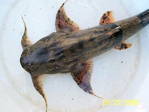 pakhaekwaai02