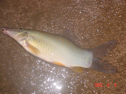 palamchun