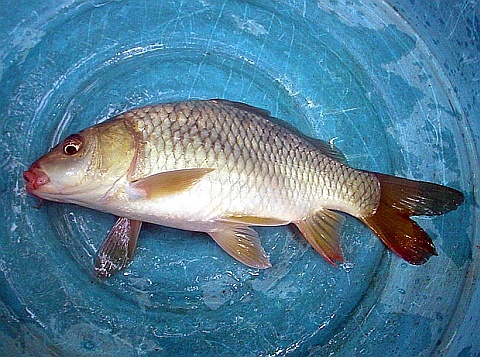 panai
