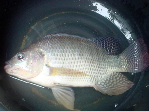panin.jpg