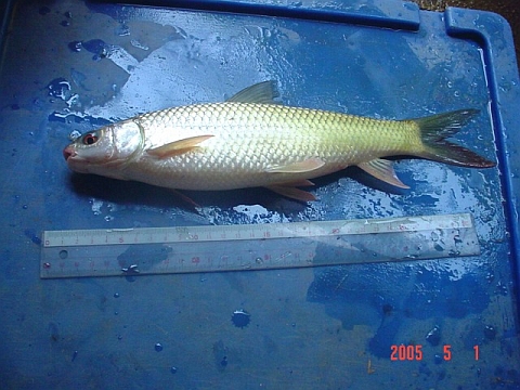 panonchan