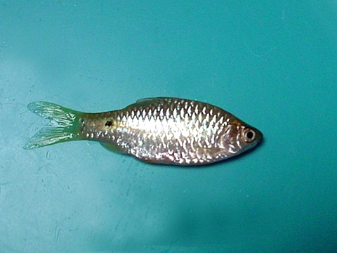 papoche