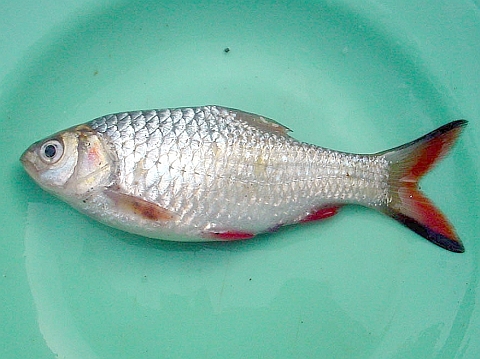 papok