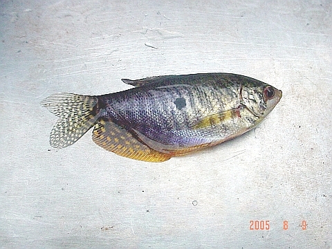 pasalaak1
