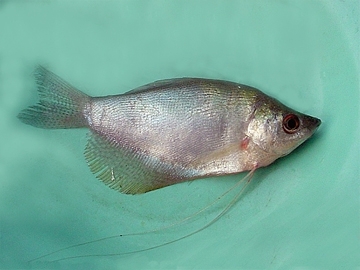 pasalaak2