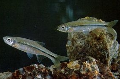 pasiu